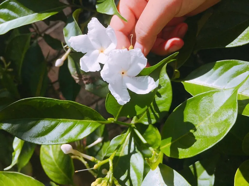 Countryside Garden Homestay Hoi An