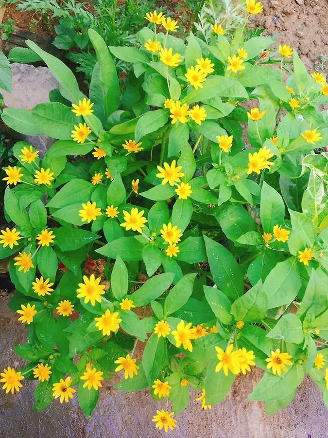 Countryside Garden Homestay Hoi An Vietnam